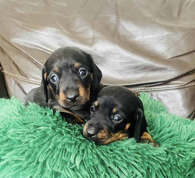 Preview of the first image of *READY NOW** Beautiful Black and Tan daschund girls for sale.
