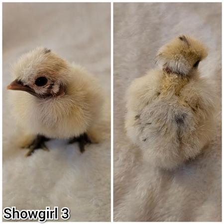 Image 11 of **BRAND NEW** Silkie and Showgirl chicken chick's *RARE*