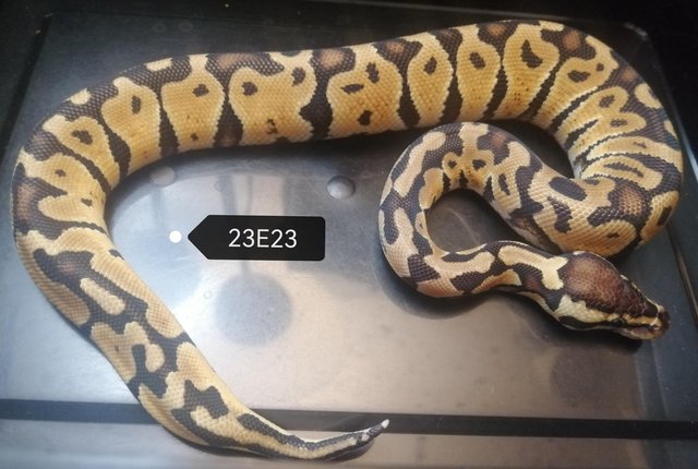 Image 5 of Royal Pythons to clear various genes
