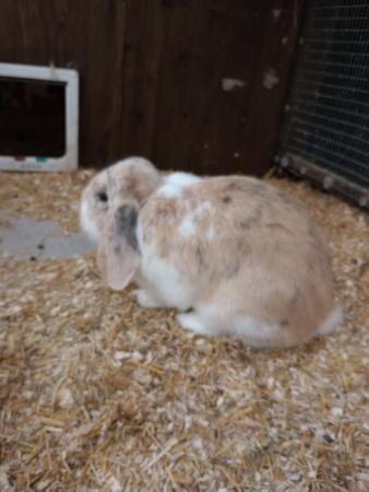 Image 2 of Purebred French lop male rabbit