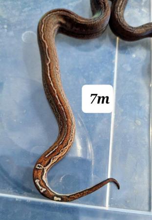 Image 6 of Leopard maleboa constrictor 7m
