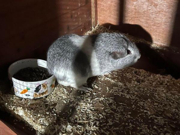 Image 4 of 2 lovely male guinea pigs for sale