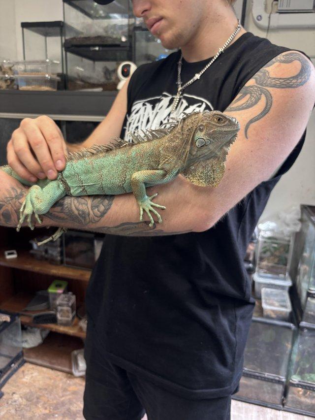 Female het snow iguana. — photo 2 of 4