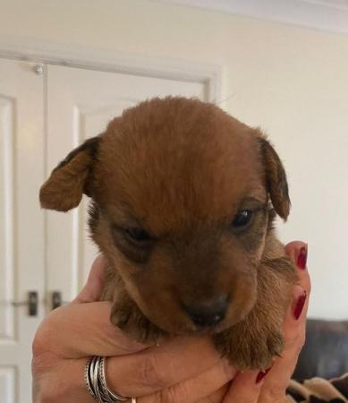 Image 4 of Lakeland terrier puppies for sale