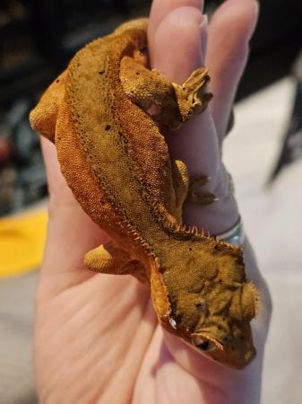 Image 6 of Red phantom bicolour dal crested gecko with red spots