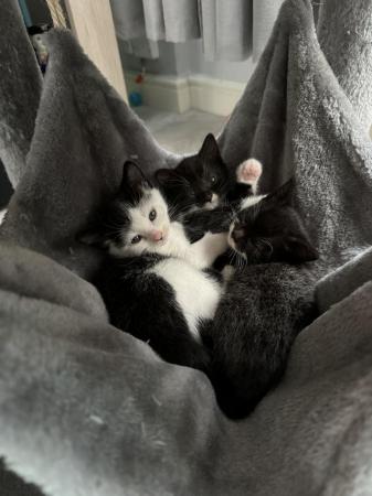 Image 1 of 10 weeks old kittens looking for a forever home