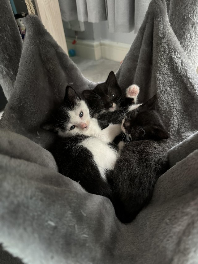 Preview of the first image of 10 weeks old kittens looking for a forever home.