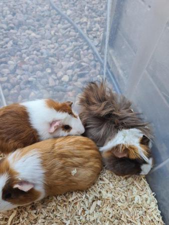 Image 2 of Adorable baby Guineapig's for sale.