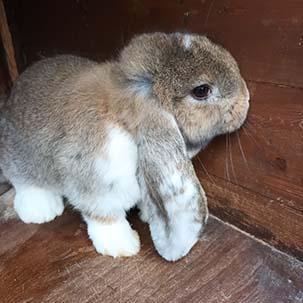 Image 2 of Baby French Lop Female Rabbit