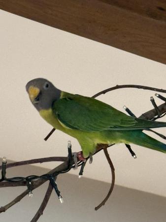 Image 2 of Indian ring neck parrot