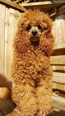 Image 7 of RED KC REG TOY POODLE FOR STUD ONLY! HEALTH TESTED