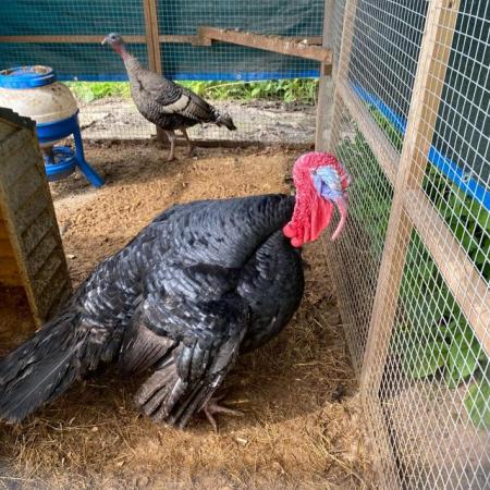 Image 3 of Turkeys - Slate Tom & Bronze hen