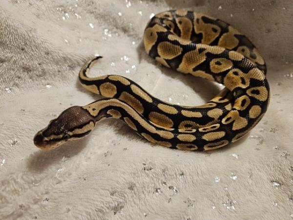 Image 5 of 6 month female ball python