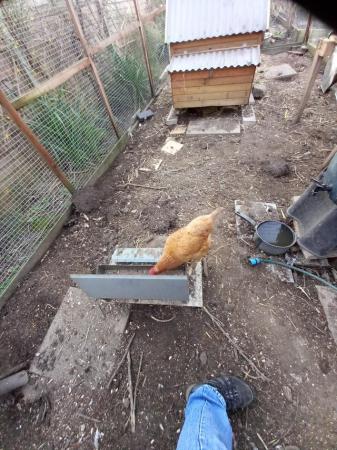 Image 2 of Chicken run, house and coop for sale 9mts x 4mts x 2.5mts h