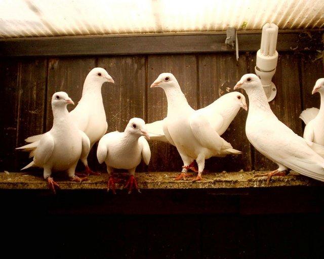 Preview of the first image of white logan pigeons from £20 each.