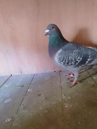 Image 3 of Racing pigeons available all ages