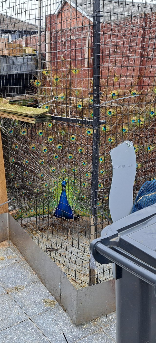 Preview of the first image of Male and Female peacocks.