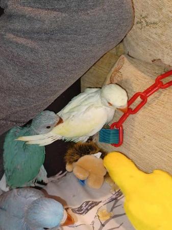 Image 9 of Lutino Ringneck Parakeet Handreared from 7 Days old.