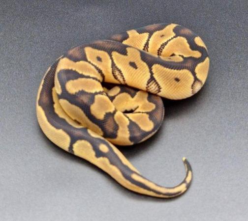 Image 2 of Clown Probable Red Stripe Female Ball Python 220502
