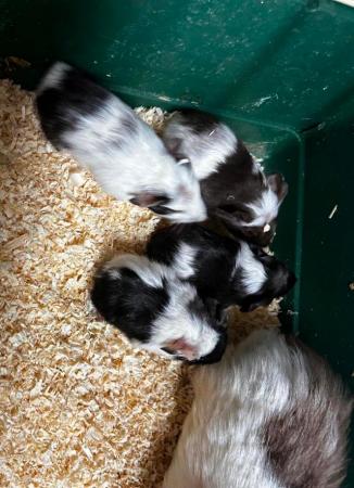 Image 3 of Beautiful baby Guineapigs boys and girls Uckfield