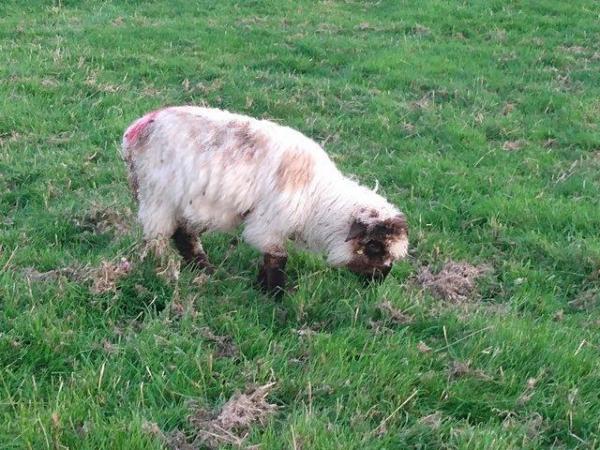 Image 7 of Valais Blacknose Cross Lambs, born 2023. Excellent pets or .
