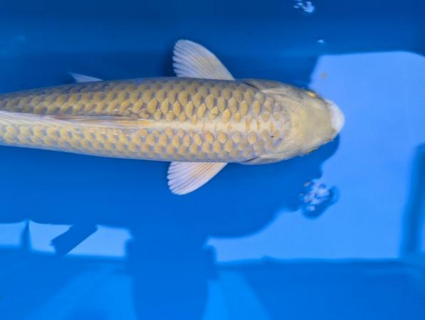 Image 1 of Japanese koi including butterfl available, prices from £30