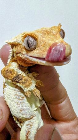 Image 7 of 2022 Female Lilly White Blue Eyes Crested Gecko 44g