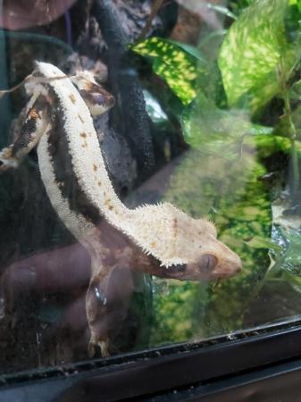 Image 2 of Lily white male crestie gecko