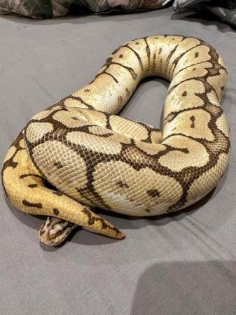 Image 2 of ball python Orange Dream Yellow Belly Spider Adult Female