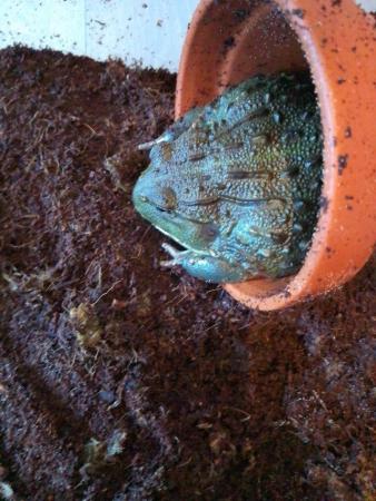 Image 1 of African bullfrog in need of new home
