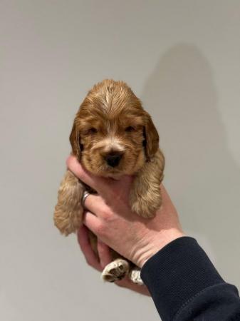 Image 2 of Stunning litter of show type cocker spaniels