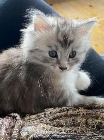 Image 10 of 2BEAUTIFUL MAINE COON MIX FEMALES( BOTH RESERVED)