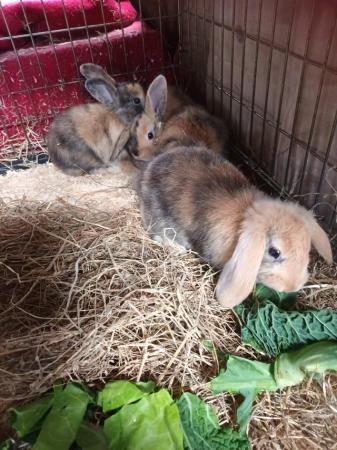 Image 7 of Gorgeous 9wks old Mini Lops £30 or two for ££50
