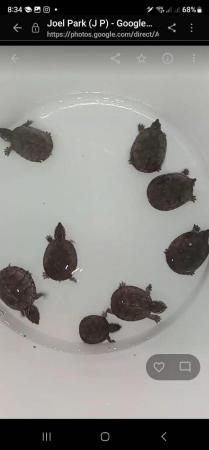 Image 5 of Eastern Musk Turtles - 5 Months old (8 of them) (2 for £80)