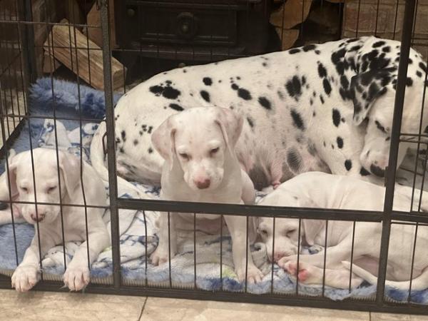 Image 11 of LEMON SPOTTED DALMATIAN BOY PUPS! READY NOW !