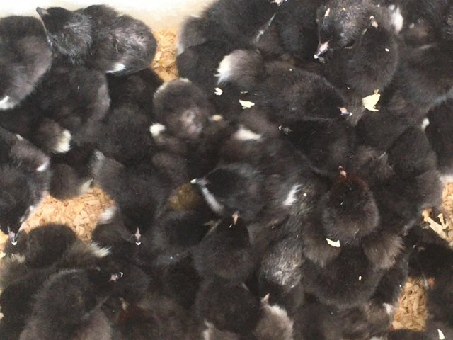 Preview of the first image of Copper black marans chicks for sale for dark brown eggs.