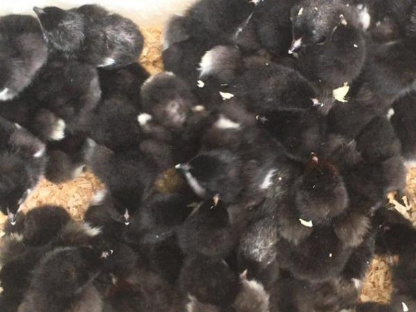 Image 1 of Copper black marans chicks for sale for dark brown eggs