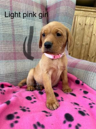 Image 4 of 6 beautiful red Labrador puppies for sale