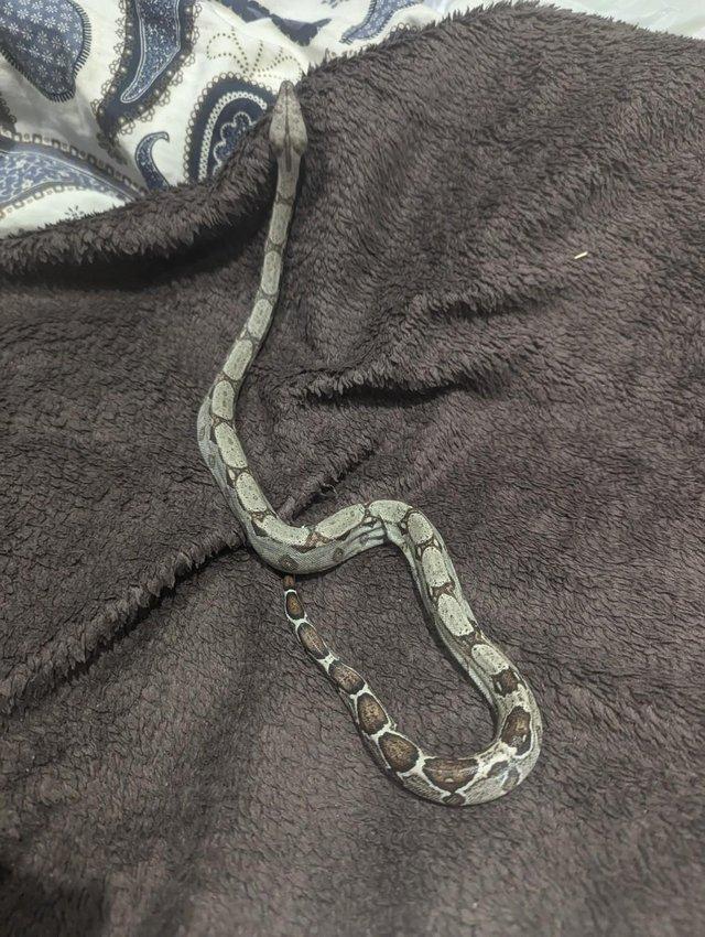 Preview of the first image of Baby Boa Constrictor Imperator.