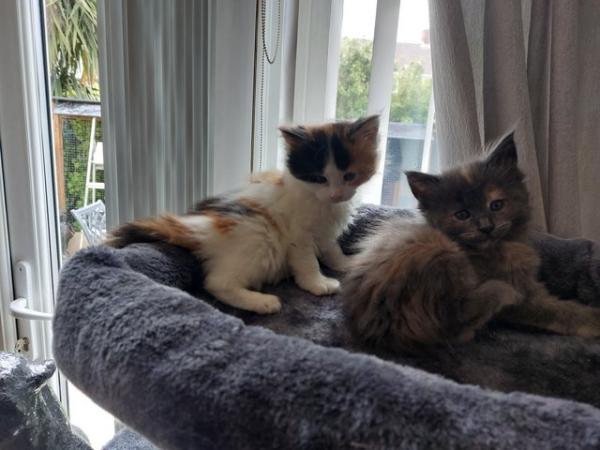 Image 6 of Beautiful Mainecoon kittens looking for loving homes