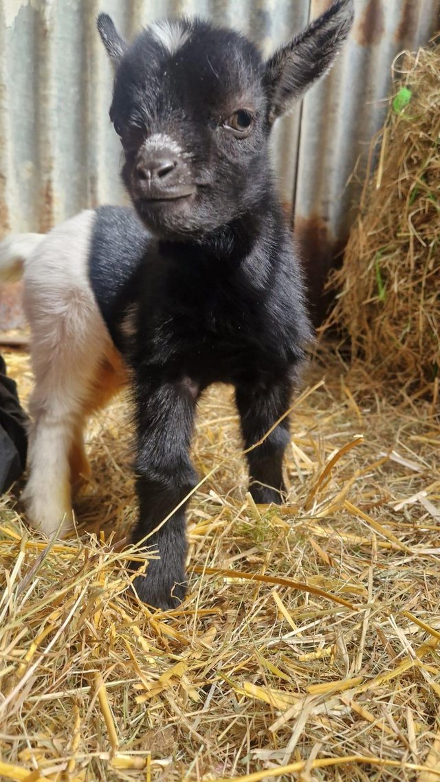 Preview of the first image of Baby Pygmy female goats for sale.