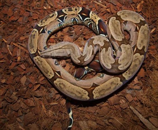 Image 2 of Suriname BCC (True red tailed boa constrictor)