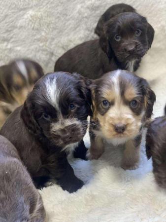 Image 5 of Chocolate and gold cocker spaniel puppies