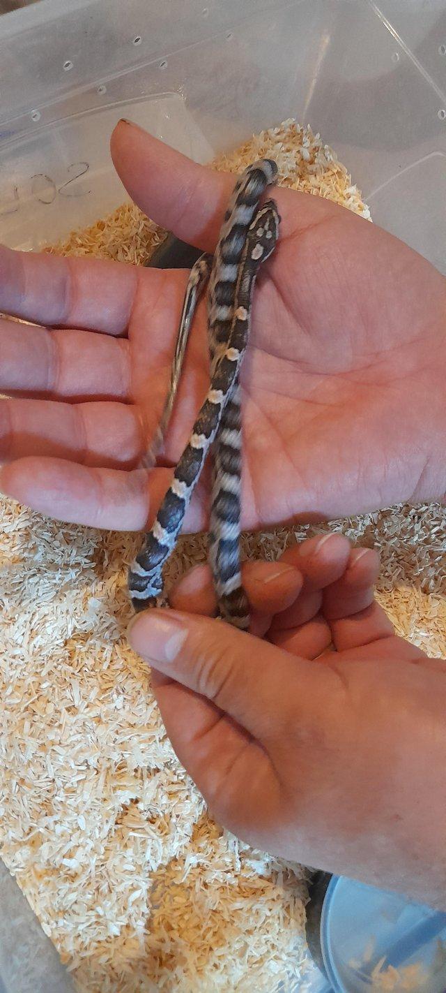Preview of the first image of Baby anery cornsnake for sale female.