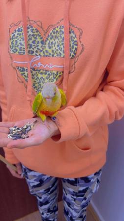 Image 5 of Baby indian ringnecks for sale