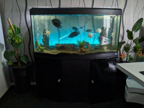 Image 5 of *REDUCED* Fluval Vicenza 4ft Bow Front Tank
