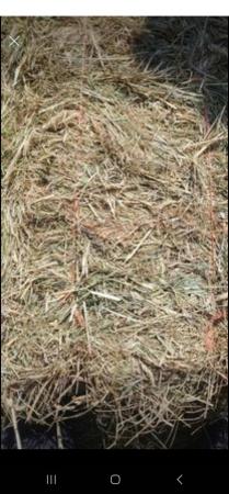 Image 5 of Hay for sale small traditional size bale