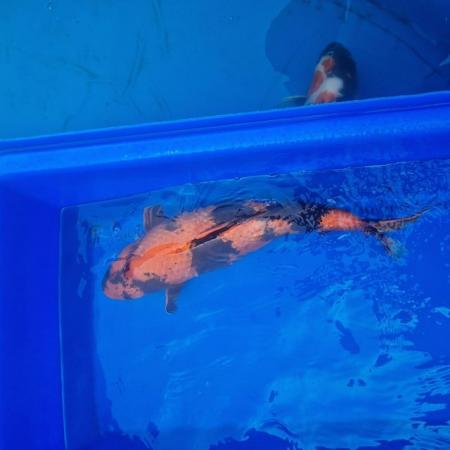 Image 11 of Koi carp from 45cm to 80cm need new home