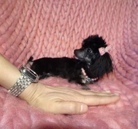 Image 1 of XXXXXXXS Micro Tiny Toy Poodle Girl Puppy 9 months old