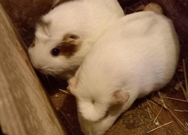 Image 5 of Mixed age guinea pigs. 3 to 12 months